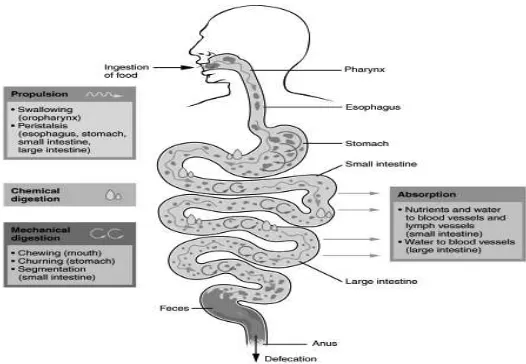 Gambar 1. Proses dan regulasi sistem gastrointes�Diunduh dari h nal. � p://cnx.org/content/m46502/latest/2405_Diges� ve_Process.jpg