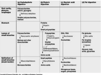 Gambar 2. Proses pencernaan kimiawi makronutrien di saluran cerna. Diunduh dari h� p://3.bp.blogspot.com/_hhUdKwzDmA4/TGVtcGZvYnI/Ang/exQ7a8DqsfU/s1600/enzyma� cdiges� on.jpg