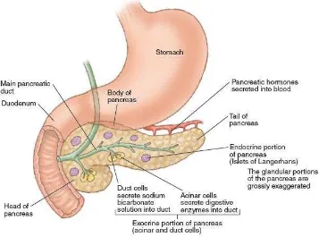 Gambar 1. Anatomi pankreas1