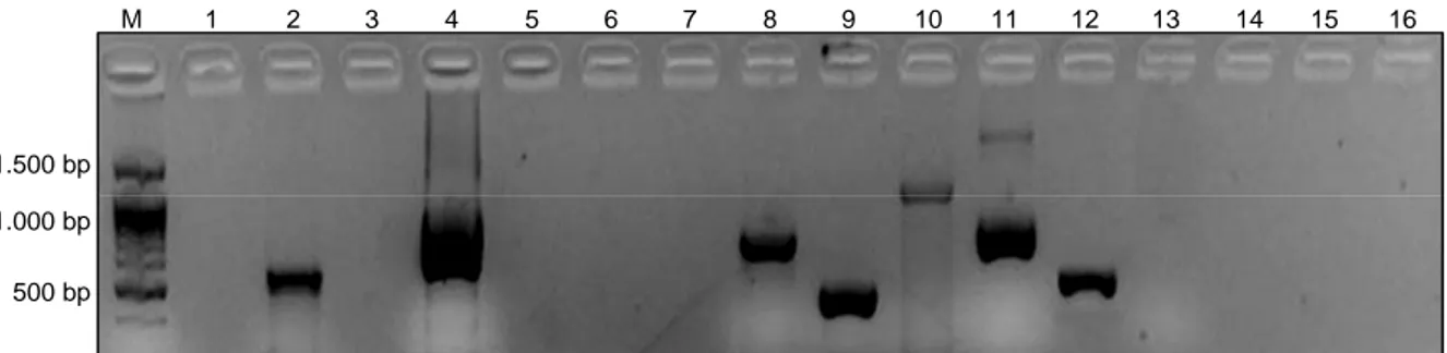Gambar 1.  Pola pita DNA yang dihasilkan primer STS pada varietas Koshihikari. M = 100 bp DNA ladder, 1-16 = primer STS