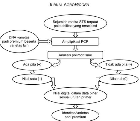 Gambar 2. Diagram alir pembuatan nilai digital data biner untuk profil sidik jari DNA sebagai identitas spesifik varietas beras premium