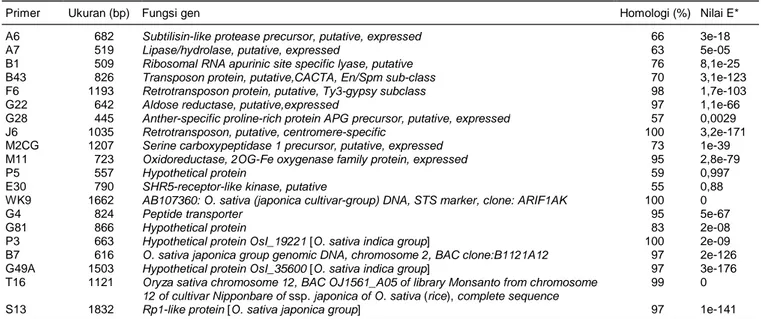 Tabel 3.  Analisis homologi sekuen dari primer STS untuk mengetahui fungsi gen-nya di padi (O