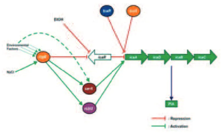 FIGURE 2. The schematic overview of regulatory network controlling expression of icaADBC in S