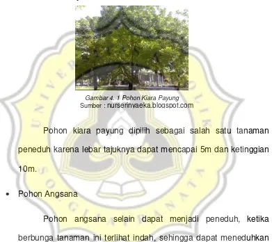 Gambar 4. 1 Pohon Kiara Payung 