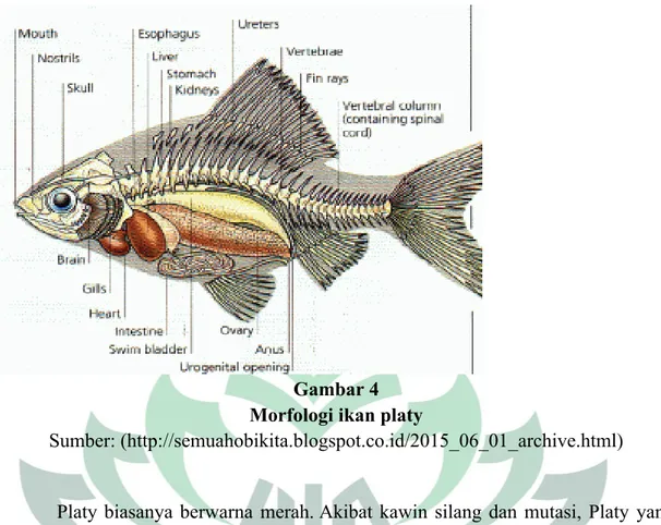 Gambar 4 Morfologi ikan platy