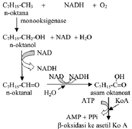 Gambar 2. 1 Contoh Reaksi Degradasi Hidrokarbon Alifatik  2.9  Total Petroleum Hidrokarbon (TPH) 