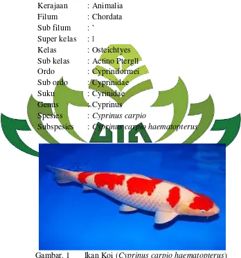 Gambar. 1  Ikan Koi (Cyprinus carpio haematopterus) 