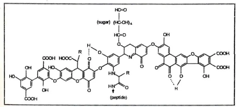 Gambar 2.2 Model  struktur asam humat berdasarkan Stevenson (1982); R dapat berupa alkil, aril, atau aralkil