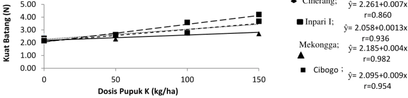 Gambar 2. Grafik hubungan antara dosis pupuk K dengan kuat batang (N)  