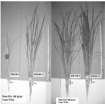 Tabel 1. Rekapitulasi sidik ragam karakter percabangan malai padi pada percobaan fosfor di rumah plastik