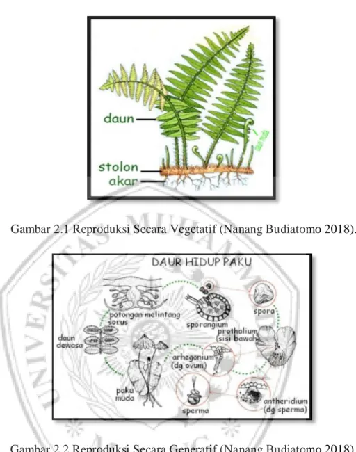 Gambar 2.1 Reproduksi Secara Vegetatif (Nanang Budiatomo 2018). 