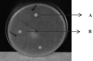 Gambar 1. Aktivitas antibakteri madu karet terhadap bakteri uji Staphylococcus aureus (A) dan Eschericia coli (B)