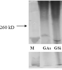 Gambar 2. Kelarutan protein gelatin dari kulit ikan nila dari proses asam asetat 0,10 M (GAs) dan proses asam sitrat 0,05 M (GSi)