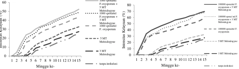 Gambar 2. Pengaruh inokulasi ganda F. oxysporum f. sp. cepae dan Meloidogyne terhadap rata-rata intensitas penyakit busuk pangkal bawang putih tiap minggu 