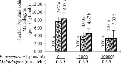 Gambar 6. Pengaruh inokulasi Ganda F. oxysporum f. sp. cepae dan Meloidogyne terhadap intensitas busuk umbi penyakit busuk pangkal bawang putih