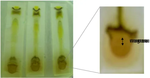 Gambar 2. KLT Bioautografi ekstrak etanol daun sisik naga terhadap S. Mutans. Fase diam silika gel  F254, fase gerak kloroform: metanol: air (97: 2: 1)  
