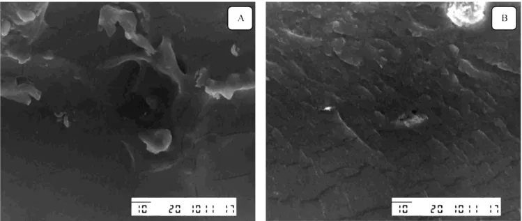 Gambar 5.   Mikrostruktur penampang melintang edible film (SEM) dengan perbesaran 1000x ; A: G4E0 (8% gelatin w/v, dan 0% v/w ekstrak rumput laut  teroksidasi), dan B: G4E1 (8% gelatin w/v, dan 2% v/w ekstrak rumput laut teroksidasi)