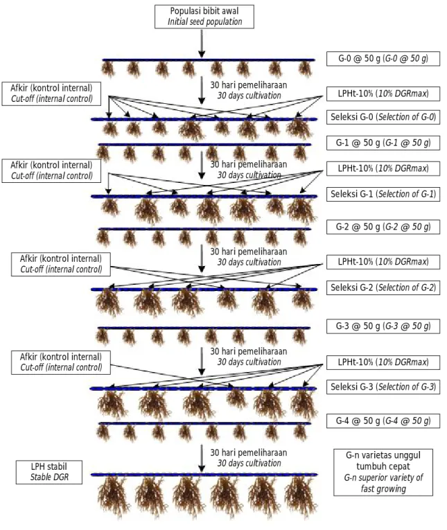 Gambar 3. Skema seleksi bibit rumput laut K. alvarezii dan perbanyakan bibit hasil seleksi klon (Pongmasak et al., 2011).