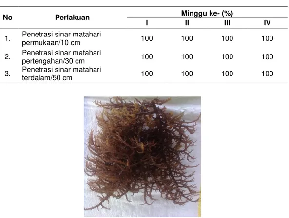 Gambar 2. Hasil panen penelitian budidaya Kappaphycus alvarezii 