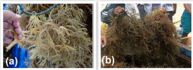 Gambar 6.   Introduksi teknologi budidaya rumput laut di  Desa Kema III berupa tali pengikat rumput laut  menggunakan tali PE (polyetilen) 1,5 mm (a),  sebelumnya menggunakan tali rafia untuk mengikat  rumput laut (b)