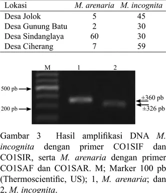 Gambar  3    Hasil  amplifikasi  DNA  M. 