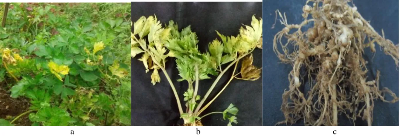 Gambar 1  Gejala tanaman seledri yang terserang nematoda parasit. a) Gejala seledri di lapangan, b) Gejala sekunder, c) Gejala  primer 