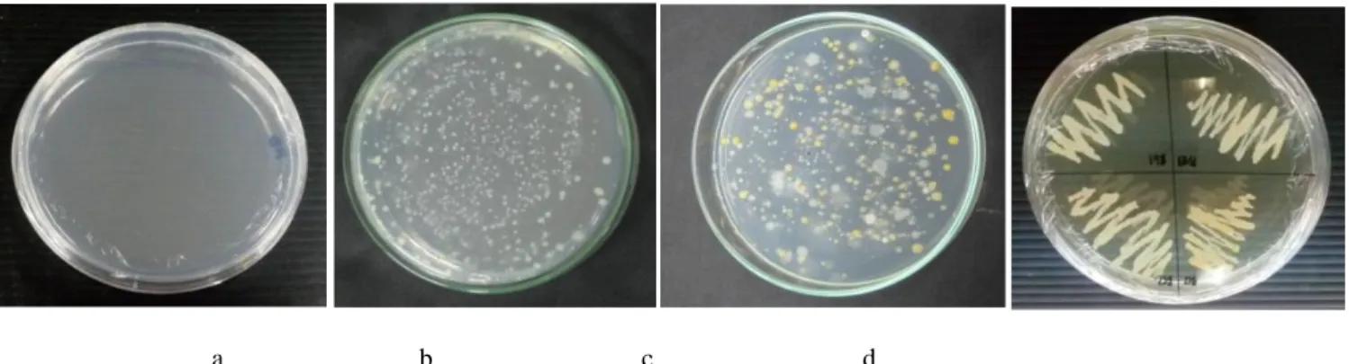 Gambar 4.  Hasil isolasi dari akar dan batang kenikir pada media TSA. a) kontrol, b) isolat akar, c) isolat batang, d) bakteri  yang di remajakan pada media TSA 100%  