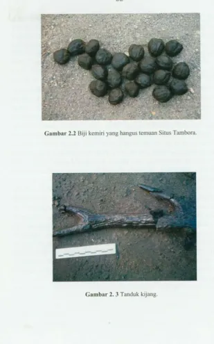 Gambar 2. 3 Tanduk kijang. 