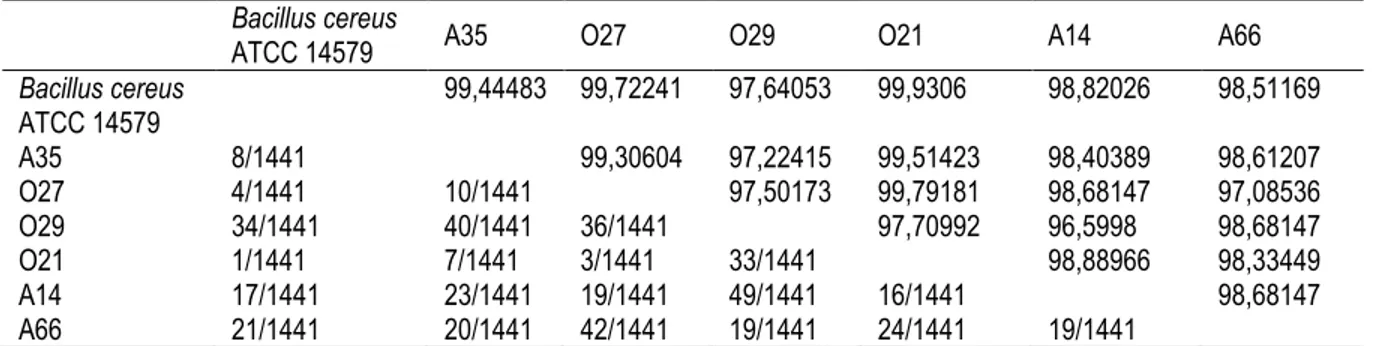 Tabel 4. Matriks keserupaan dan perbedaan nukleotida gen 16S rRNA 6 isolat bakteri polifosfat dengan strain 