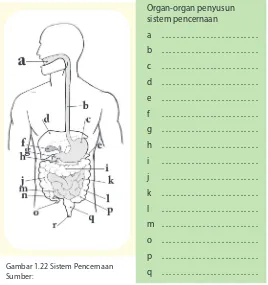 Gambar 1.22 Sistem Pencernaan