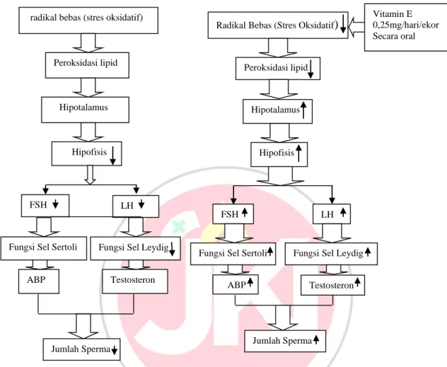 Gambar 1: Kerangka Konsep Pengaruh Pemberian Vitamin E Terhadap  Gambaran Histologis  Testis, Jumlah Sel Leydig  dan Jumlah Sel Spermatozoa Pada Mencit yang Dipapari Tuak