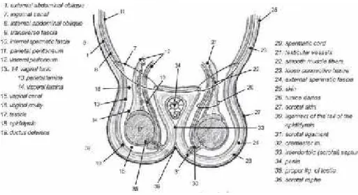 Gambar 2. Skema anatomi organ reproduksikucing jantan (Constantinescu, 2007)