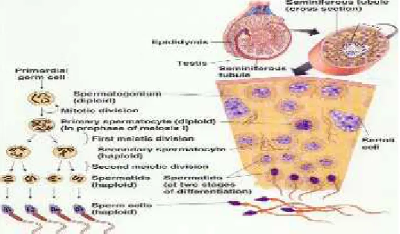 Gambar 4. Spermatogenesis dalam tubulus seminiferus (Junqueira et al., 2007)