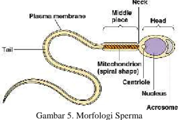 Gambar 5. Morfologi Sperma (Shier et al., 2003)