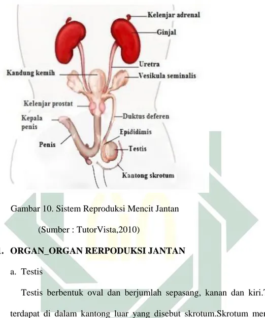 Gambar 10. Sistem Reproduksi Mencit Jantan  (Sumber : TutorVista,2010) 
