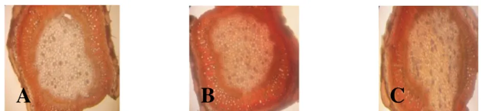 Gambar 2. Foto Preparat Section Tanaman Capsicum annuum L. dengan Pewarnaan Ekstrak Kelopak Bunga  Rosella Konsentrasi 40%, A