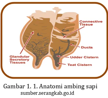 Gambar 1. 1. Anatomi ambing sapi                                                       sumber.serangkab.go.id 