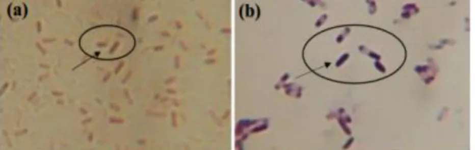Gambar 9. Bentuk sel bakteri di bawah mikroskop pada perbesaran 1000x: (a). isolat RBPas 1  10 -6 1 (b)