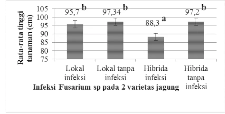 Gambar  4.1  Pengaruh  infeksi  dan  tidak  diinfeksi  cendawan  Fusarium  sp  terhadap  tinggi  tanaman  jagung  varietas  lokal  dan  varietas  hibrida,angka  rata-rata  yang  diberi  notasi  huruf  (a,b)  tidak  sama  menunjukkan berbeda signifikan (p&l