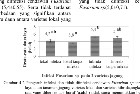 Gambar  4.2  Pengaruh  infeksi  dan  tidak  diinfeksi  cendawan  Fusarium  sp  terhadap  layu daun tanaman jagung varietas lokal dan varietas hibrida,angka  rata-rata yang diberi notasi  huruf (a,ab,b) tidak sama  menunjukkan berbeda  signifikan (p&lt;0,05