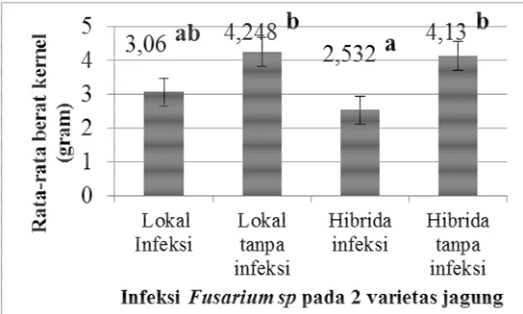 Gambar  4.4  Pengaruh  infeksi  dan  tidak  diinfeksi  cendawan  Fusarium  sp  terhadap  berat  kernel  jagung  varietas  lokal  dan  varietas  hibrida,angka  rata-rata  yang  diberi  notasi  huruf  (a,ab,b)  tidak  sama menunjukkan berbeda signifikan (p&l