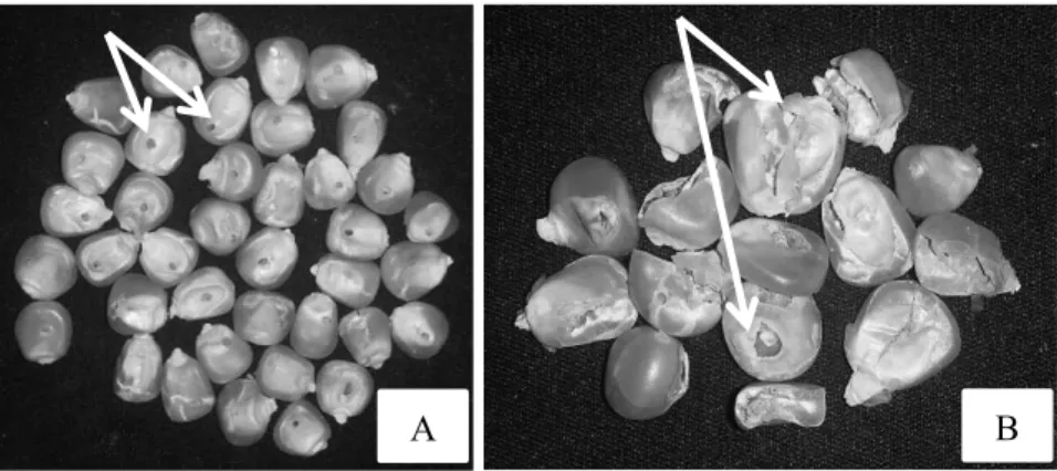 Gambar 2. Gejala kerusakan berupa bekas gerekan S. zeamais pada biji jagung (A) dan biji pecah akibat beberapa gerekan S