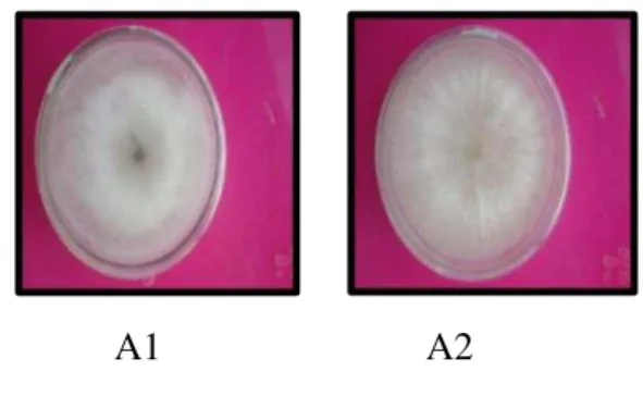 Gambar  12  .  Karakteristik    Mikroskopis  jamur  Fusarium  sp.  (a).  Makrokonidia  berbentuk bulan  sabit, (b)