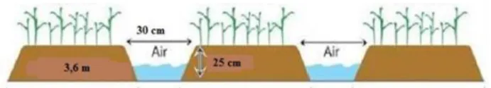 Gambar 1. Penampang saluran budidaya jenuh air  Data  didapatkan  secara  kuantitatif  melalui  pengamatan  pada  pertanaman  meliputi  tinggi  tanaman,  jumlah  daun,  waktu  50%  populasi  berbunga,  jumlah  cabang  produktif,  serta  bobot  kering  akar