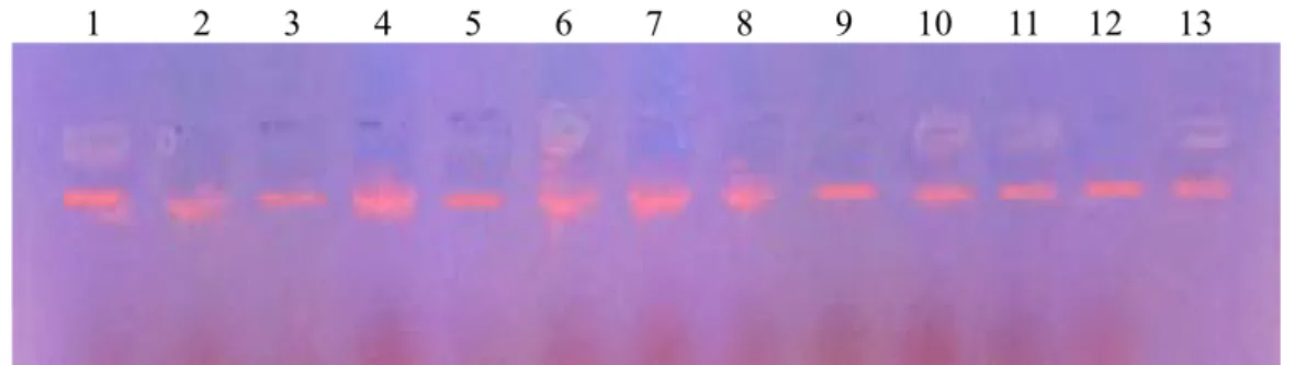 Gambar 1. Hasil Elektroforesis isolasi DNA sampel darah itik Bayang betina. (No. 1-13 = individu  sampel isolasi DNA)