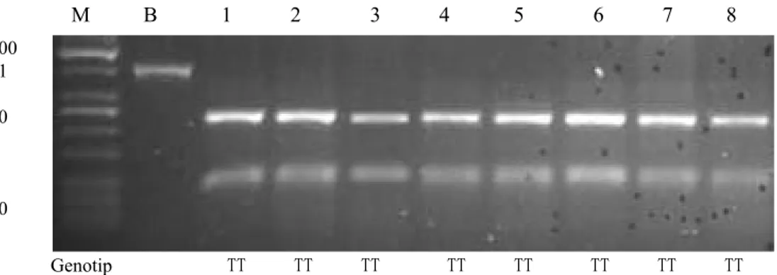 Gambar 3. Produk pemotongan dengan enzim BfmI pada fragmen exon-1 gen GH itik Bayang  (M = Marker, B = Blangko (produk PCR), 1-8 nomor sampel)