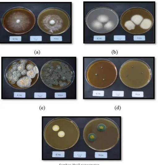 Gambar 1.  Koloni kapang hasil isolasi pada media CYA dan MEA: a.  Fusarium solani,  b