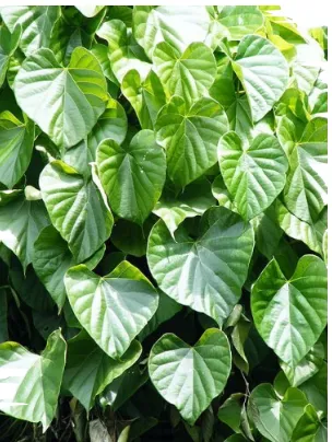 Gambar. Tinospora