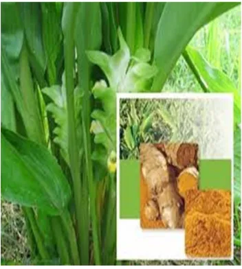 Gambar 1. Curcuma xanthorrhiza Roxb