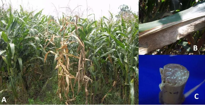 Gambar  3.  Gejala  penularan  penyakit  layu  stewart  pada  tanaman  jagung  di  lapangan; A  =  tanaman  layu;  B  =  hawar  daun,  C  = busuk  akar  (Aini  et al